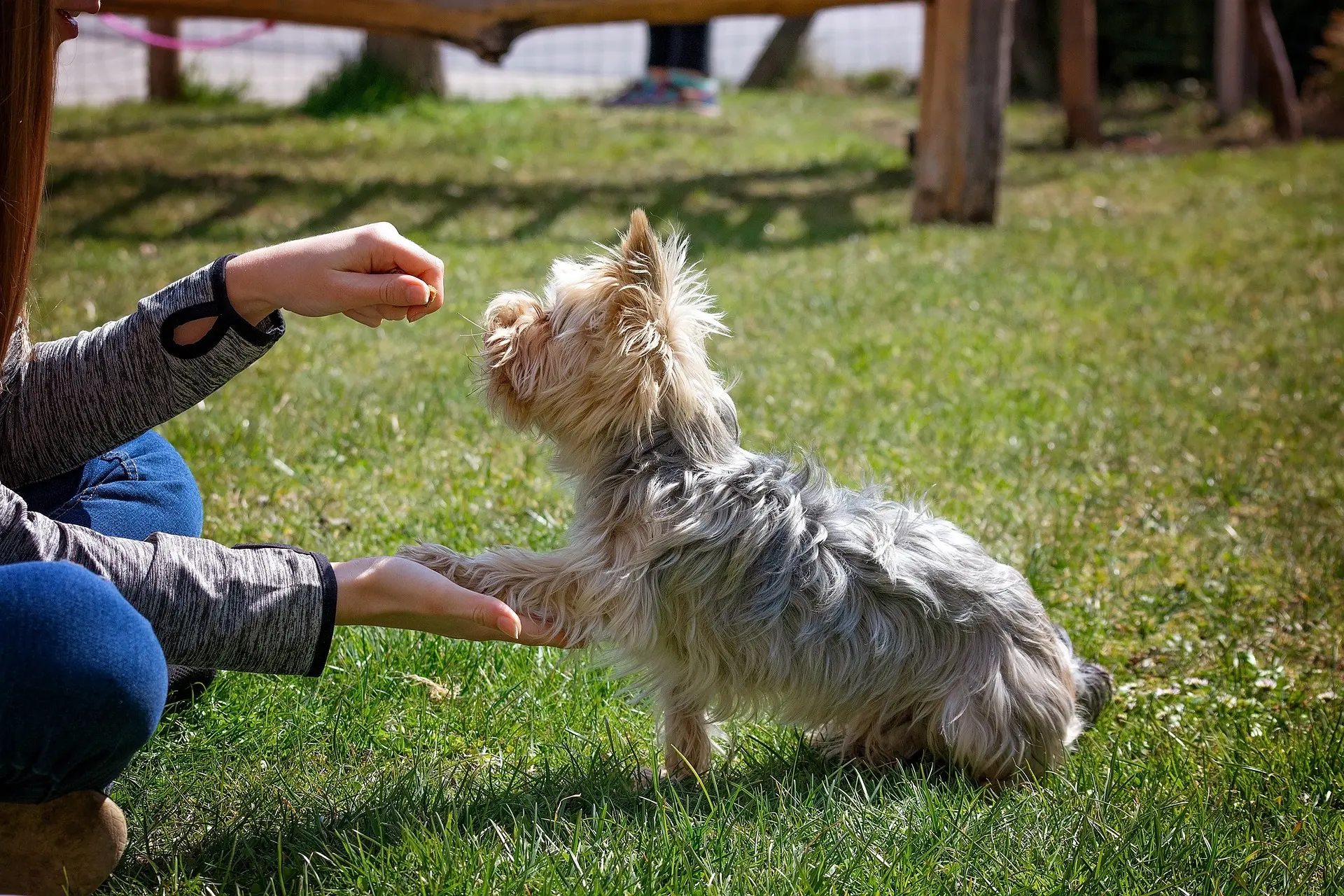 dog training lead leash
